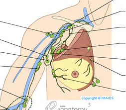 Chaine lymphatique axillaire (2).png