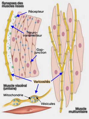 varicosité axonale.jpg