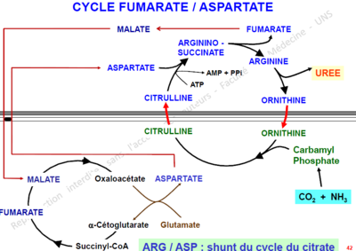 cycle 2.PNG