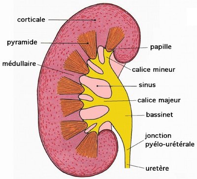 rein et calices.jpeg