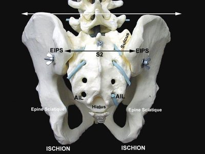 Ligaments.jpg