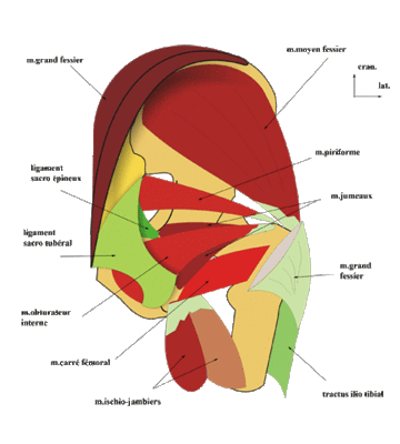 ligament.gif