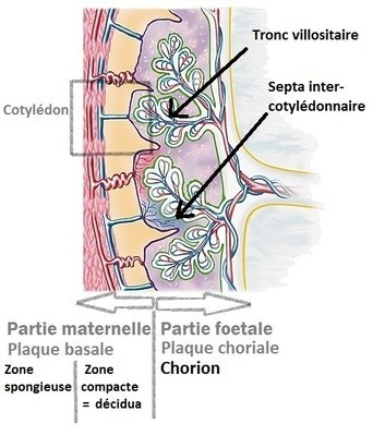 Image placenta - Cotilédon.jpg