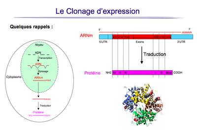 Sans titre.png