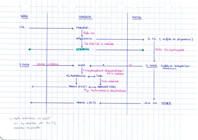 Schéma hormones.jpg