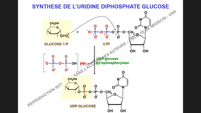 glycogé.png