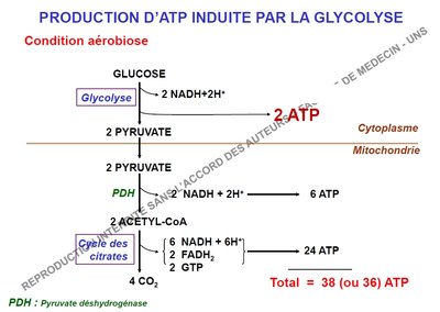 ATP glycolyse.jpg