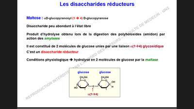 maltase.png