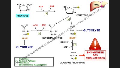 fructose glycolyse.jpg