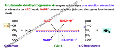 Capture d’écran 2015-12-15 à 10.21.49.png