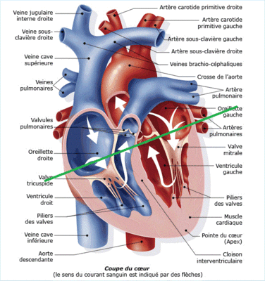 coupe_du_coeur__l044xg.gif