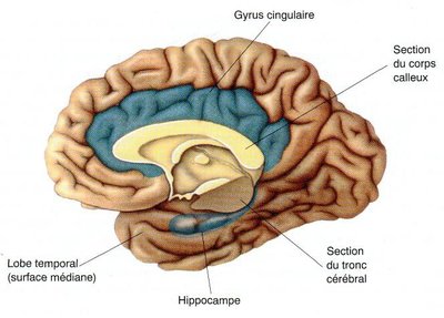 lobe-limbique.jpg