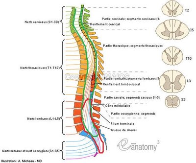 spinal-cord-anatomy-diagram-en_medical512.jpg