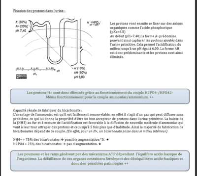 physio 2.PNG