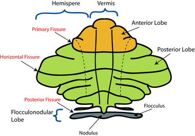 380px-CerebellumDiv.png