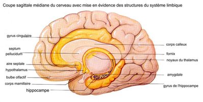 hippocampe-dans-cerveau.jpg