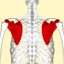 250px-Scapula_-_posterior_view2.png