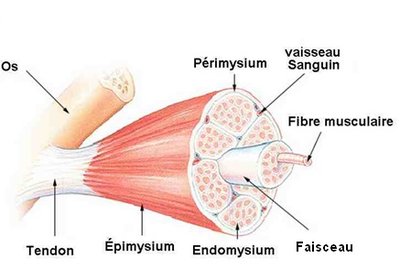 couches du muscle.jpg