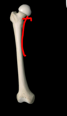 femur.png