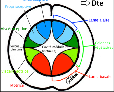 Sulcus.png