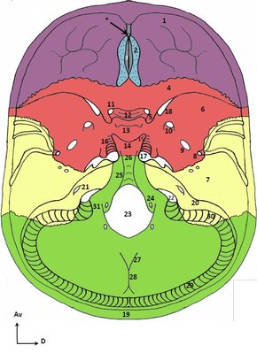 vue endocranienne.JPG