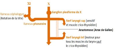 larynx n.JPG