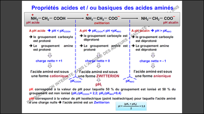 Sans titre.png