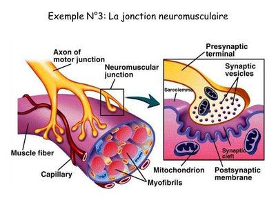 Exemple+N°3 +La+jonction+neuromusculaire.jpg