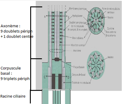 Cils vibratiles structure.png