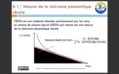 clairance rénale.png