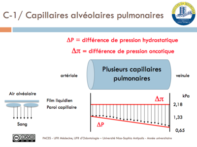 Diapo 48 Capillaire pulmonaire.png