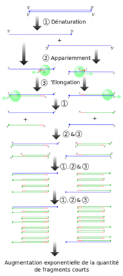 PCR_fr.svg.png