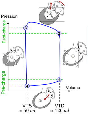 biophy-cardiaque_graphique-pression-volume.png