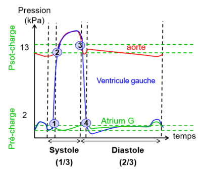 biophy-cardiaque_graphique-pression-temps.png (38.75 Kio) Vu 289 fois biophy-cardiaque_graphique-pression-temps.png