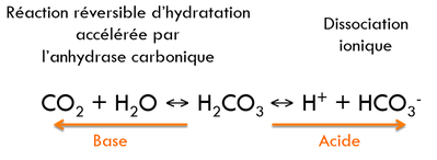 pH_acide-carbonique_acidifie_alcalinise.png