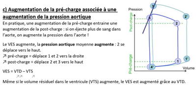 biophy-cardiaque_aug°-pré-&-post-charge.png