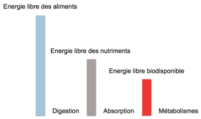 bioenergetique_energie-libre.png