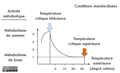 homeostasie_temperature-metabolisme.png