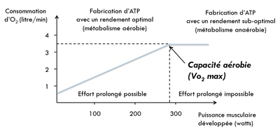 compartiments_rendement-musculaire.png