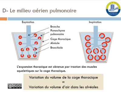 compartiments_variation-volume-alvéoles.png