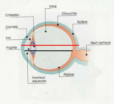 structure_oeil.jpg