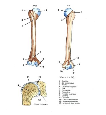 humérus.jpg