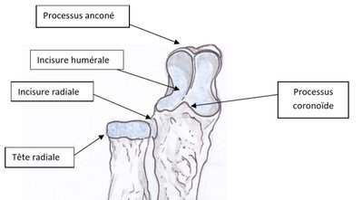 mb sup ulna.jpg