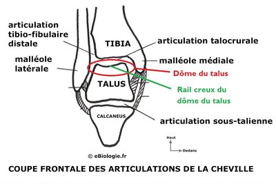 coupe frontale cheville.jpg