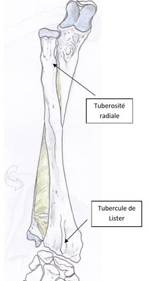 radius tubercule de lister.jpg