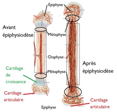 epiphyse cartilage croissance.jpg