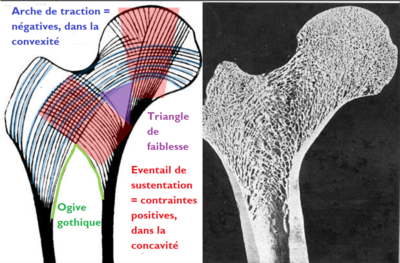 contraintes fémur.png