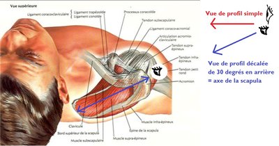 scapula 30 degr&s.jpg