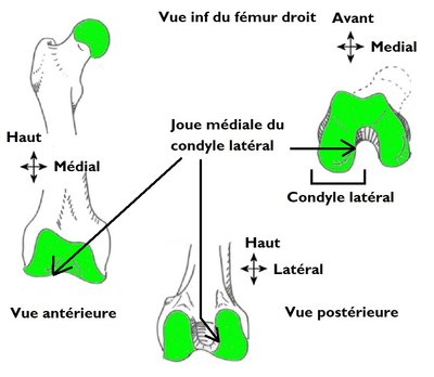 joue médiale du condyle latéral du fémur.jpg