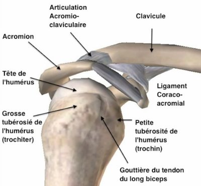 vue sup humérus articulation.jpg